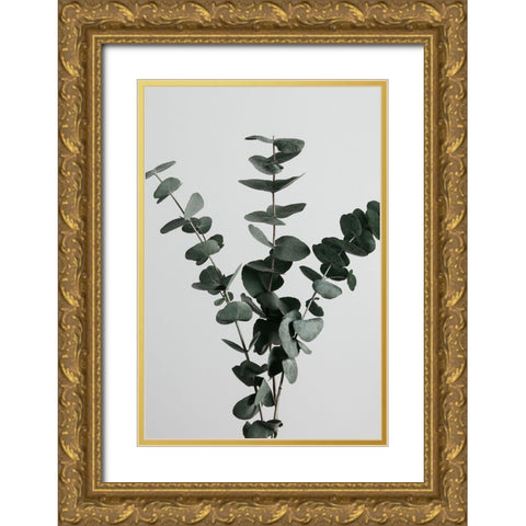 Eucalyptus Natural 01 Gold Ornate Wood Framed Art Print with Double Matting by 1x Studio III