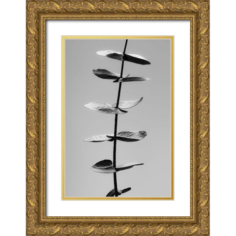Eucalyptus Black a White Gold Ornate Wood Framed Art Print with Double Matting by 1x Studio III