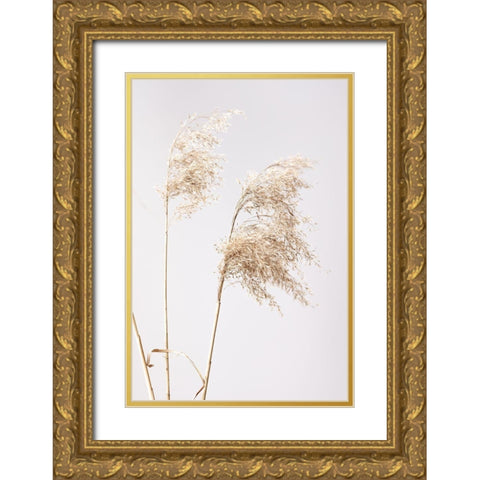 Reed Grass Grey  01 Gold Ornate Wood Framed Art Print with Double Matting by 1x Studio III