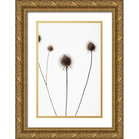 Thistle Grey 07 Gold Ornate Wood Framed Art Print with Double Matting by 1x Studio III