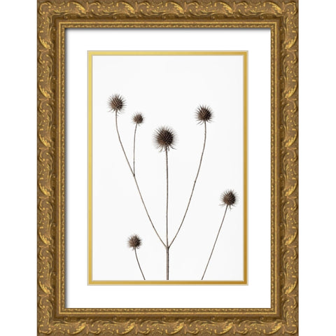 Thistle Grey 11 Gold Ornate Wood Framed Art Print with Double Matting by 1x Studio III
