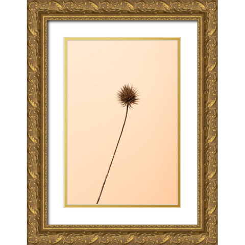 Thistle Peach Gold Ornate Wood Framed Art Print with Double Matting by 1x Studio III