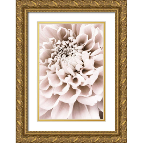 Chrysanthemum No 01 Gold Ornate Wood Framed Art Print with Double Matting by 1x Studio III