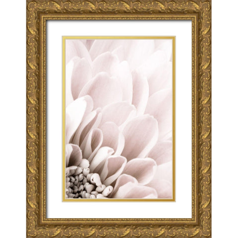 Chrysanthemum No 03 Gold Ornate Wood Framed Art Print with Double Matting by 1x Studio III
