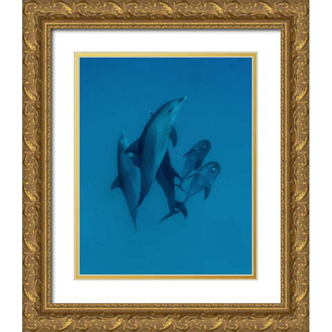 Dolphins 6 Gold Ornate Wood Framed Art Print with Double Matting by Molinari, Romano