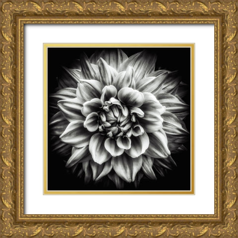 Dahlia In Black And White Gold Ornate Wood Framed Art Print with Double Matting by Walther, Dieter