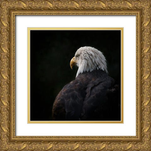 Eagle ... Compassion Gold Ornate Wood Framed Art Print with Double Matting by Brockamp, Rick
