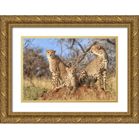 Trio Gold Ornate Wood Framed Art Print with Double Matting by Marx, Jaco