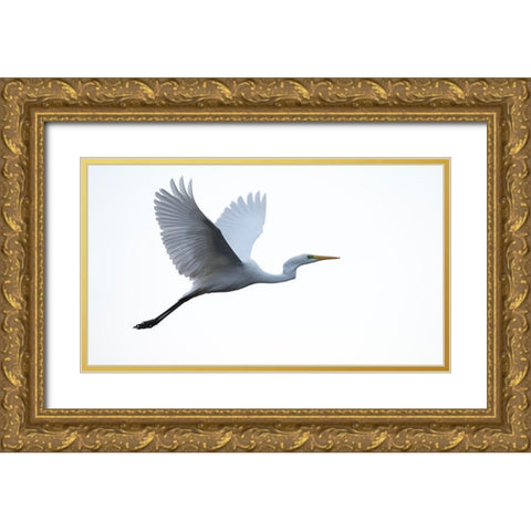Little Egret Gold Ornate Wood Framed Art Print with Double Matting by Manusevich, David