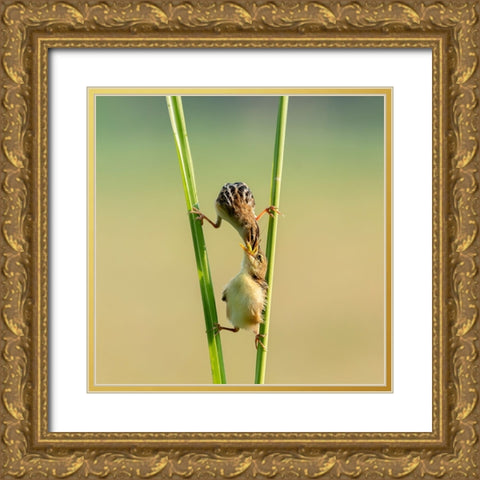 Kungfu Bird Gold Ornate Wood Framed Art Print with Double Matting by Suhardjo, Lisdiyanto