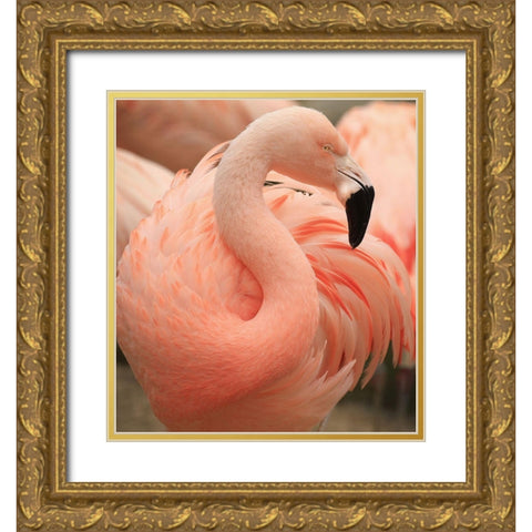 Portrait Of A Pink Flamingo Gold Ornate Wood Framed Art Print with Double Matting by Wechsler, Robin