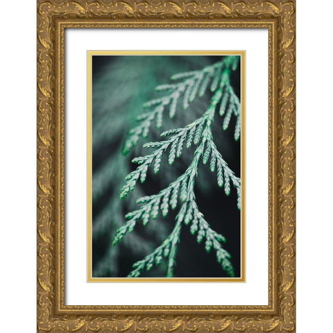 Conifer twig Gold Ornate Wood Framed Art Print with Double Matting by 1x Studio III