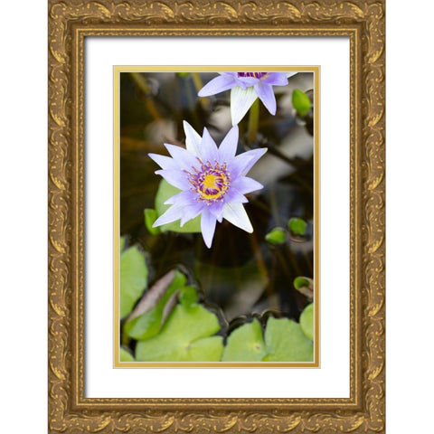 Purple Flower_2 Gold Ornate Wood Framed Art Print with Double Matting by 1x Studio III