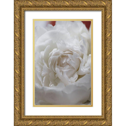 Peony_13 Gold Ornate Wood Framed Art Print with Double Matting by 1x Studio III