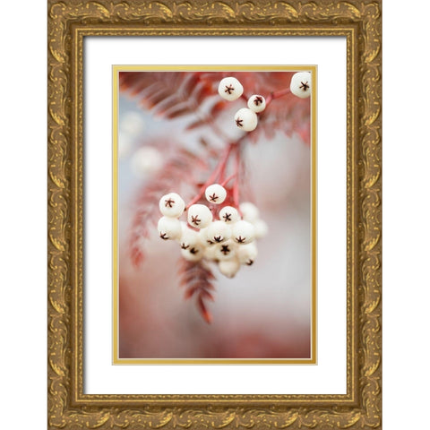 Berries on a twig Gold Ornate Wood Framed Art Print with Double Matting by 1x Studio III