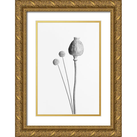Poppy Seed Capsule Black and White Gold Ornate Wood Framed Art Print with Double Matting by 1x Studio III