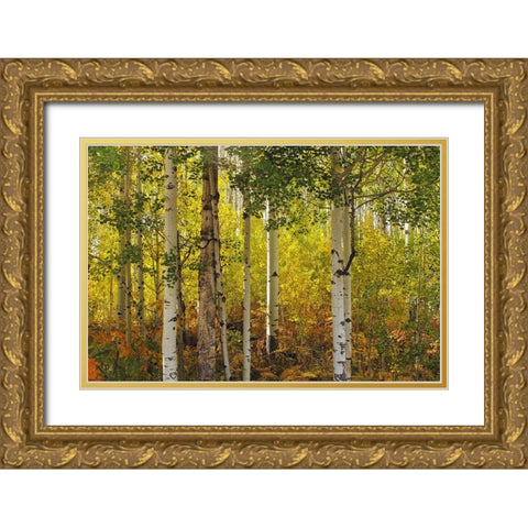 Fall Aspens Gold Ornate Wood Framed Art Print with Double Matting by J. Douglas, Larry