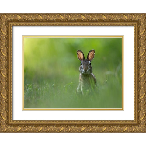 A Tu Per Tu Gold Ornate Wood Framed Art Print with Double Matting by Barisone, Marco