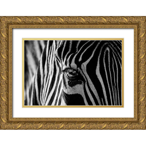 Abstract Zebra Gold Ornate Wood Framed Art Print with Double Matting by Darnell, Roy