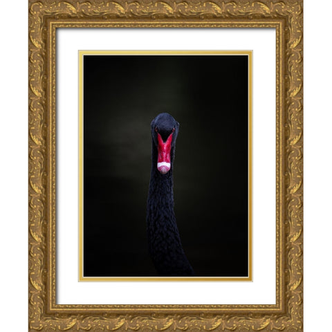 Portrait Of A Black Swan Gold Ornate Wood Framed Art Print with Double Matting by Tennant, Julie