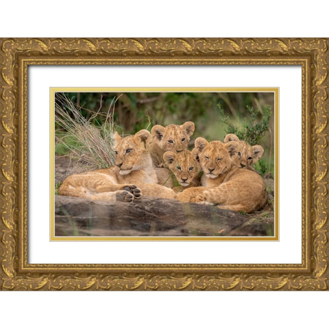 Cute Lion Cubs Gold Ornate Wood Framed Art Print with Double Matting by Katz, Daniel