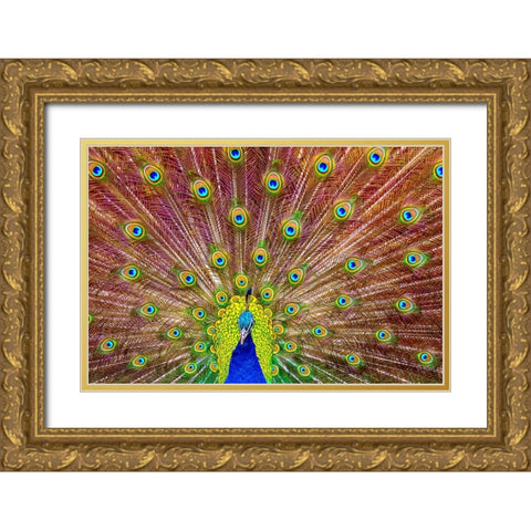 Peacock Gold Ornate Wood Framed Art Print with Double Matting by Michael