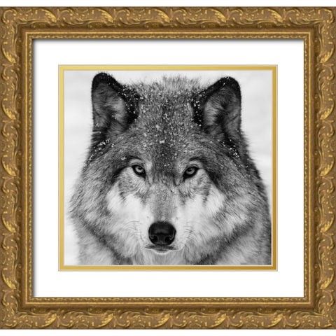 Wolf Portrait Gold Ornate Wood Framed Art Print with Double Matting by Costina, Mircea