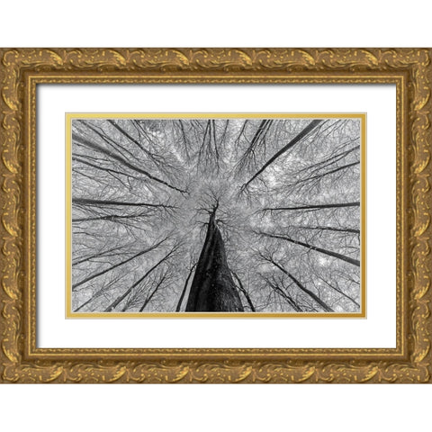 Winter views Gold Ornate Wood Framed Art Print with Double Matting by Pavlasek, Tom