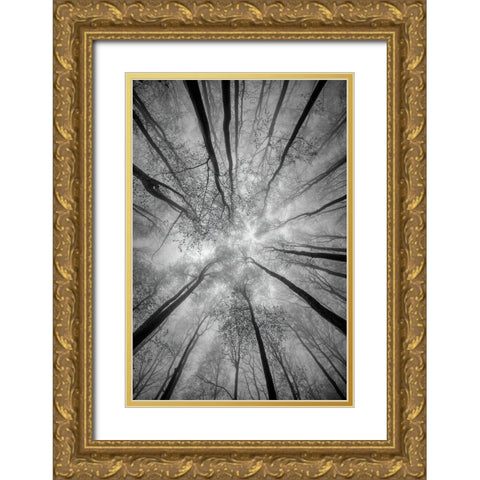 Treetops Gold Ornate Wood Framed Art Print with Double Matting by Pavlasek, Tom