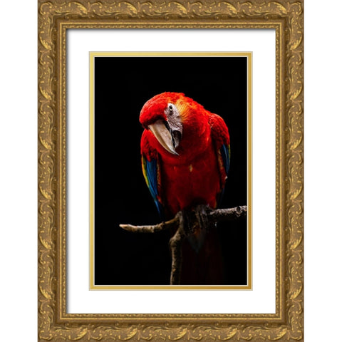 Portrait Of Scarlet Macaw Gold Ornate Wood Framed Art Print with Double Matting by Halil, Andi