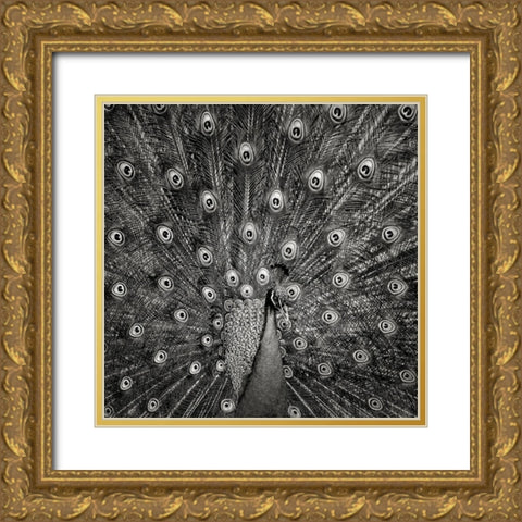 Peacock #6 Gold Ornate Wood Framed Art Print with Double Matting by Meermann, Christian