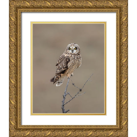 Short-Eared Owl Gold Ornate Wood Framed Art Print with Double Matting by Luo, Donald