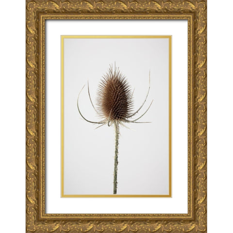 Dried_004 Gold Ornate Wood Framed Art Print with Double Matting by 1x Studio III