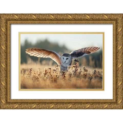 Sunrise Gold Ornate Wood Framed Art Print with Double Matting by Firesova, Michaela