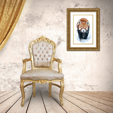 Red Panda Gold Ornate Wood Framed Art Print with Double Matting by Larsson, Dan