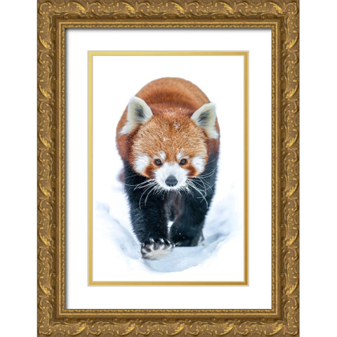 Red Panda Gold Ornate Wood Framed Art Print with Double Matting by Larsson, Dan