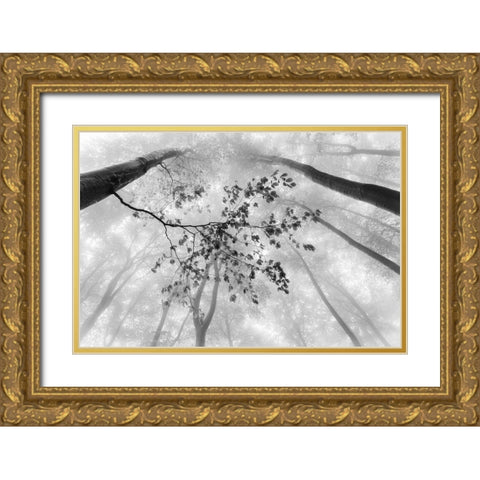 The branch Gold Ornate Wood Framed Art Print with Double Matting by Pavlasek, Tom