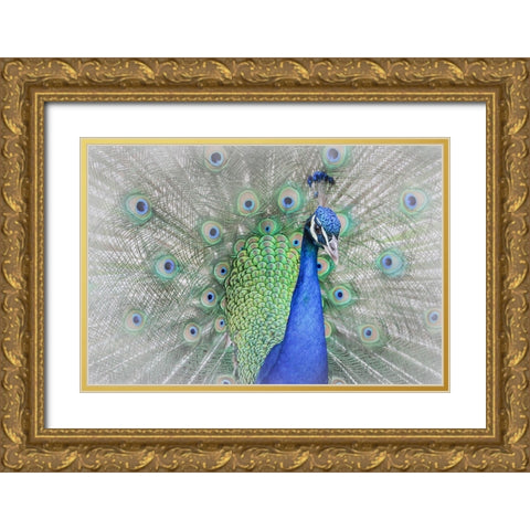 Peacock Gold Ornate Wood Framed Art Print with Double Matting by Ren, Yuzheng