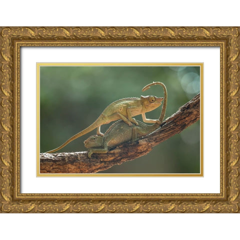 I Am Sorry My Bro Gold Ornate Wood Framed Art Print with Double Matting by Gapur Dayak, Abdul