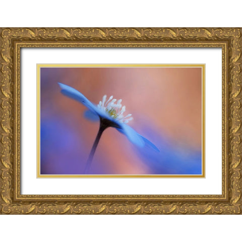 En blommas ljuvlighet. Gold Ornate Wood Framed Art Print with Double Matting by Sjogren, Ylva