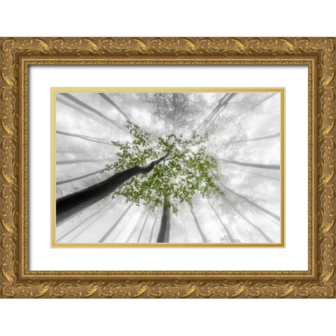Green leaves Gold Ornate Wood Framed Art Print with Double Matting by Pavlasek, Tom
