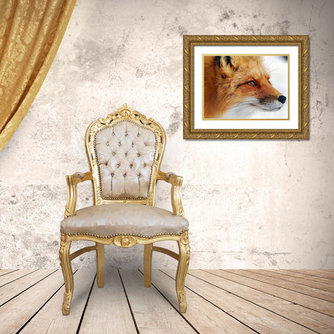 Red Fox Gold Ornate Wood Framed Art Print with Double Matting by Turgeon, Alain