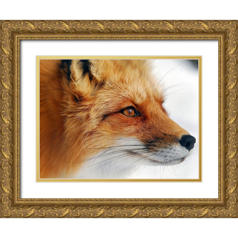 Red Fox Gold Ornate Wood Framed Art Print with Double Matting by Turgeon, Alain