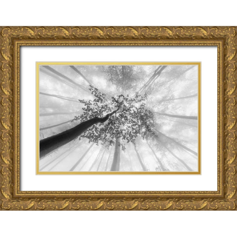 Spring foggy views Gold Ornate Wood Framed Art Print with Double Matting by Pavlasek, Tom
