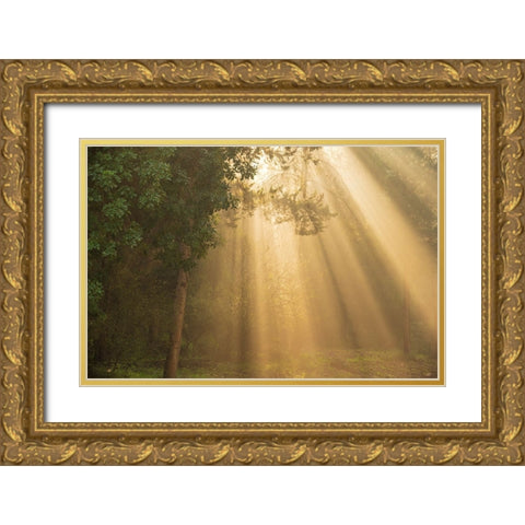 ray of light Gold Ornate Wood Framed Art Print with Double Matting by Moshe, Mallal