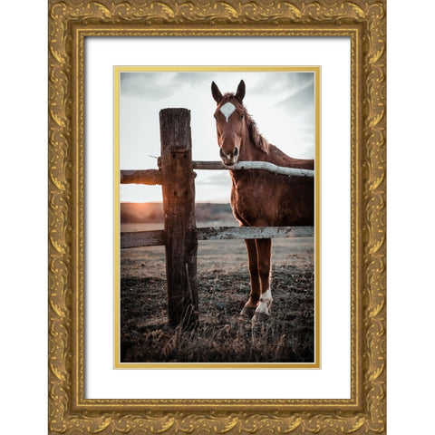 Horse Farm In Skairoai, Slovakia Gold Ornate Wood Framed Art Print with Double Matting by Jakab, Gabriel