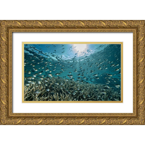 The Reef Gold Ornate Wood Framed Art Print with Double Matting by Melesan, Serge