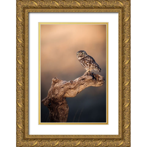 Little owl Gold Ornate Wood Framed Art Print with Double Matting by Renmyr, Magnus