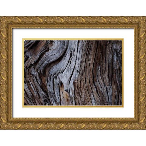 Eucalyptus Texture Gold Ornate Wood Framed Art Print with Double Matting by Mossholder, Tim