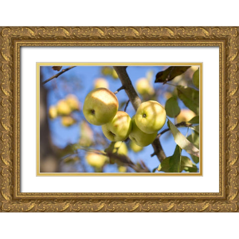 Fruitful Gold Ornate Wood Framed Art Print with Double Matting by Mossholder, Tim